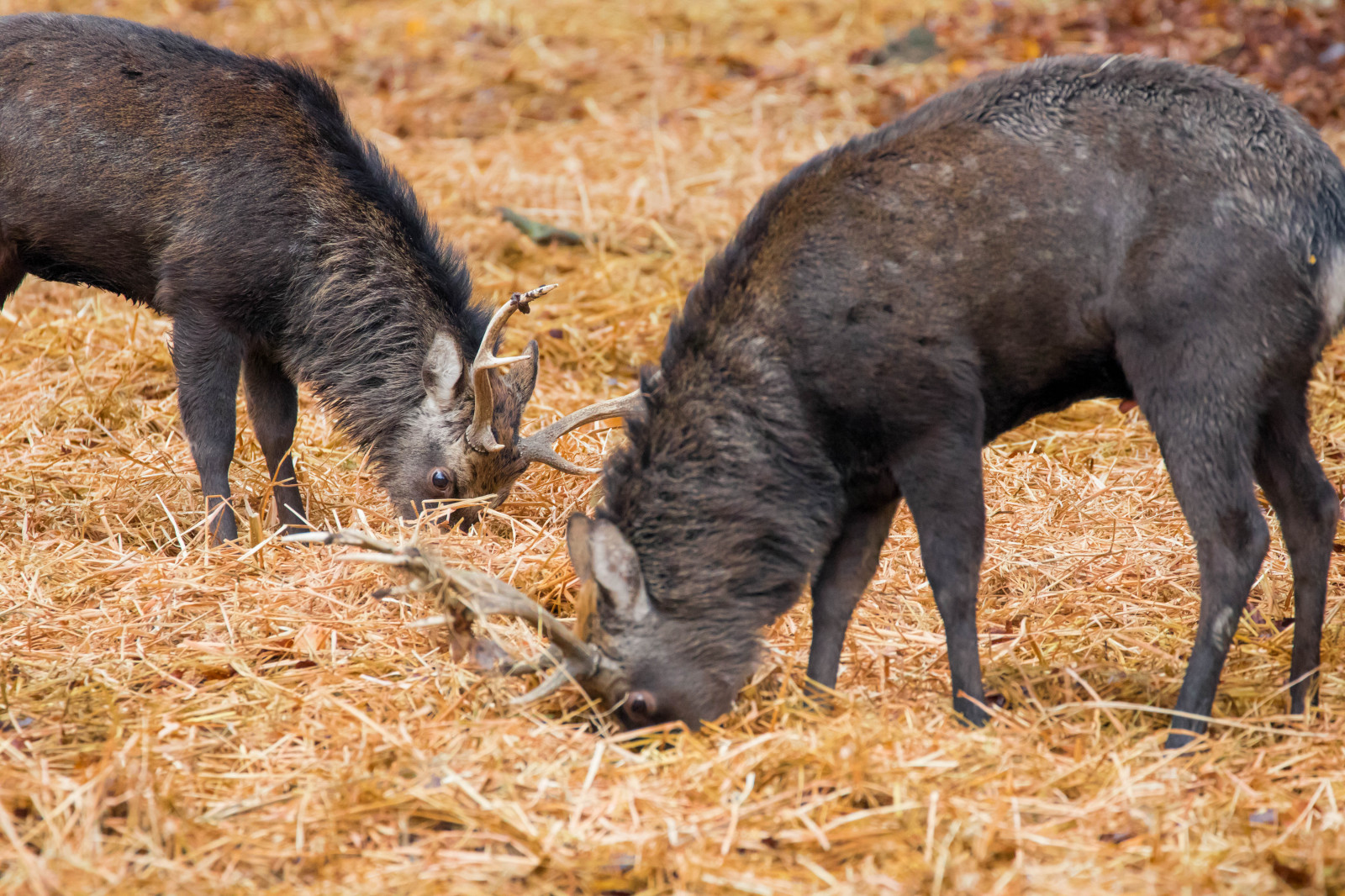 foresta, cervo, parco, natura, azienda agricola, Danimarca, autunno, boschi, Danmark, Skog, pascolo, Dyrehaven, j gersborg, j gersborgdyrehave, maiale, fauna, mammifero, vertebrato, maiale domestico, maiale come mammifero, pascolo, pecari