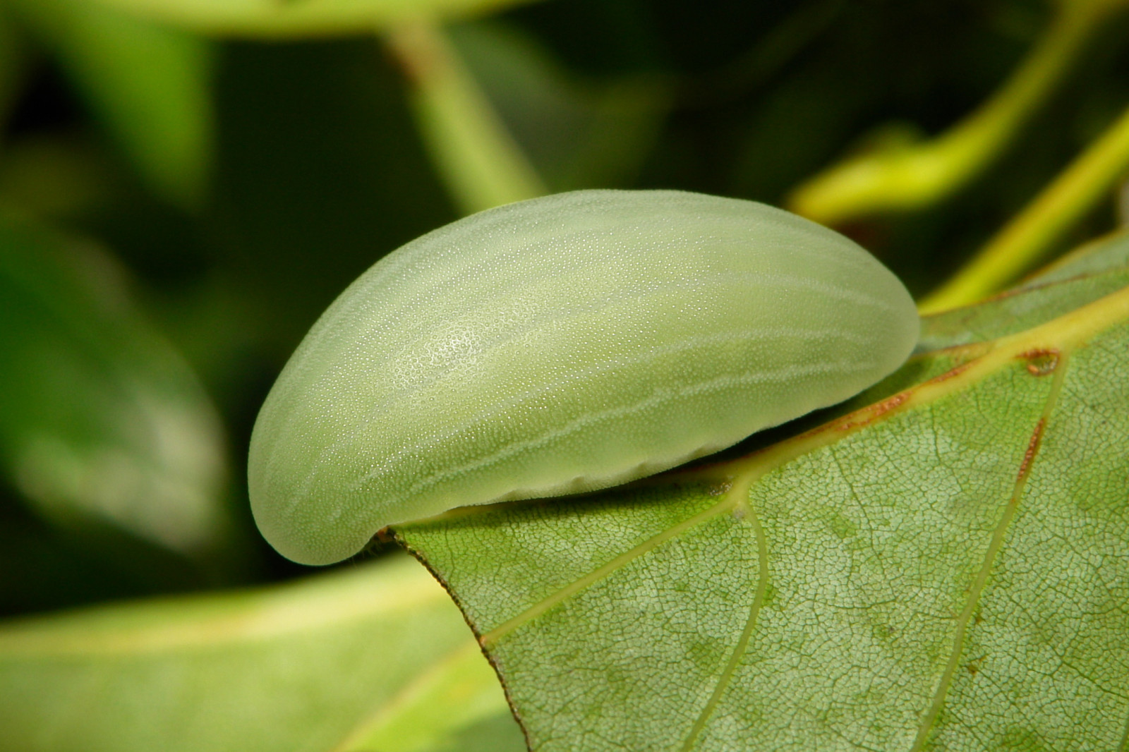 Stwm Insect Wallpaper : leaf, macro photography, flora, close up, plant stem ...