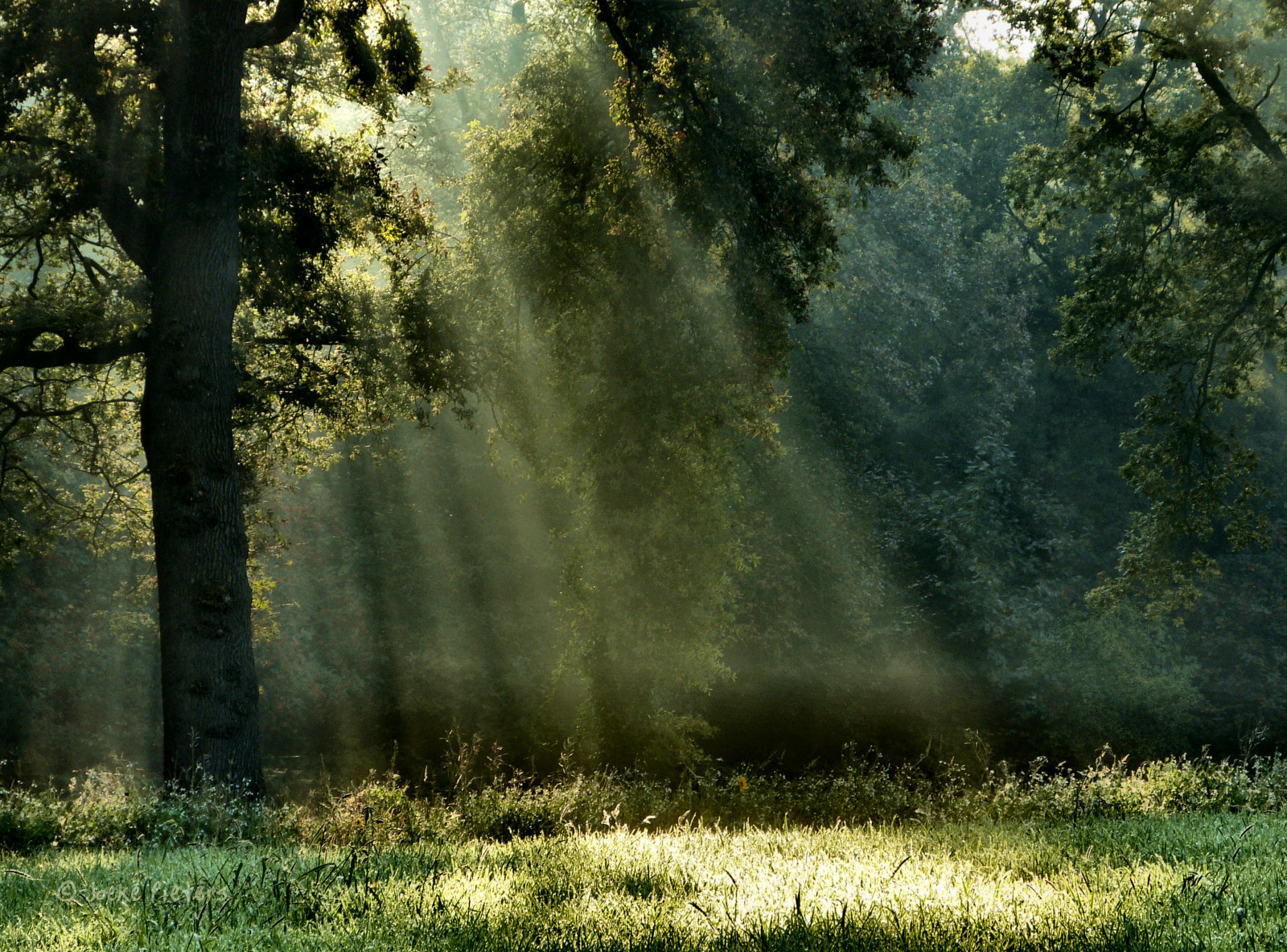 bakgrundsbilder-solljus-tr-d-landskap-skog-natur-himmel-f-lt