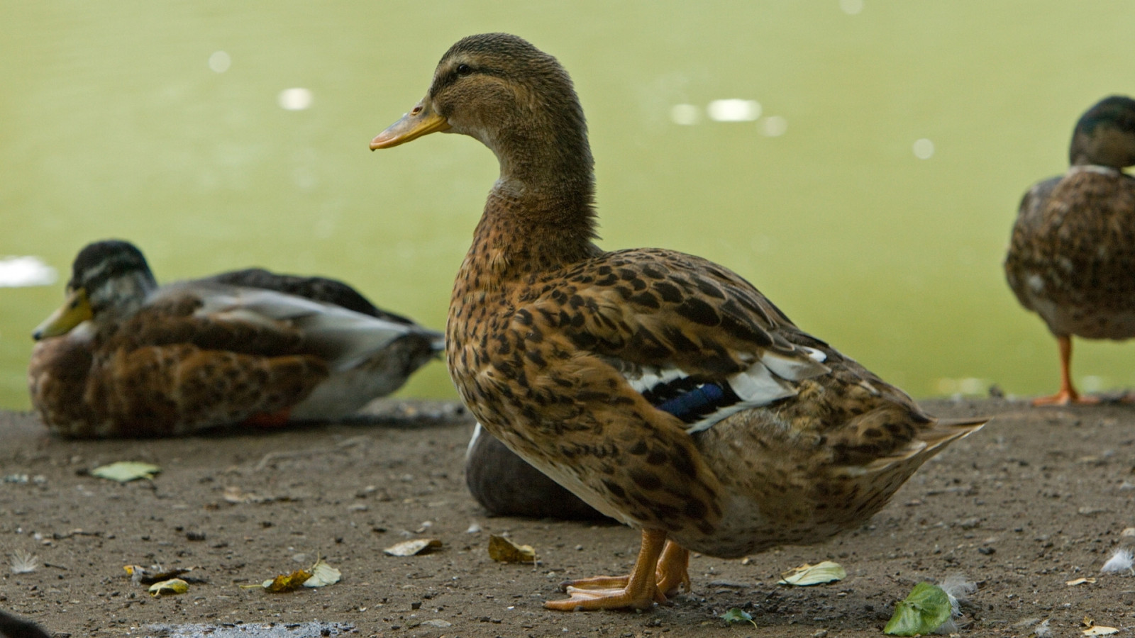 Wallpaper ducks, birds, feathers, color 1920x1080 goodfon 1048589