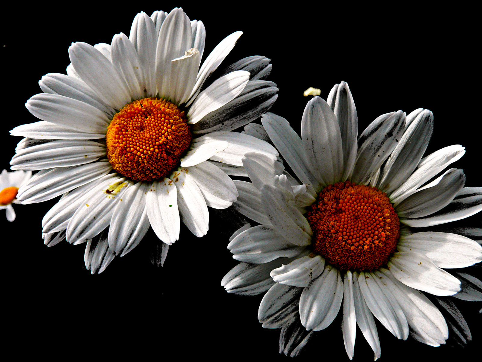 bianca, nero, buio, fiori, natura, all'aperto, avvicinamento, macro, nebbia, arancia, Francia, francese, primavera, noir, Margherita, Panasonic, leggero, fiore, pianta, flora, Francia, digitale, petalo, fleur, lumix, blanc, platinumheartaward, aplusphoto, Frankreich, Bourgogne, frankrijk, pianta fiorita, FZ50, still life, famiglia delle margherite, Borgogna, gerbera, tagliare i fiori, selectivecoloring, margherita comune, francais, yonne, Svetlost, Mladjenovic, priroda, morvan, Prolece, onblack, astro, CVET, cvece