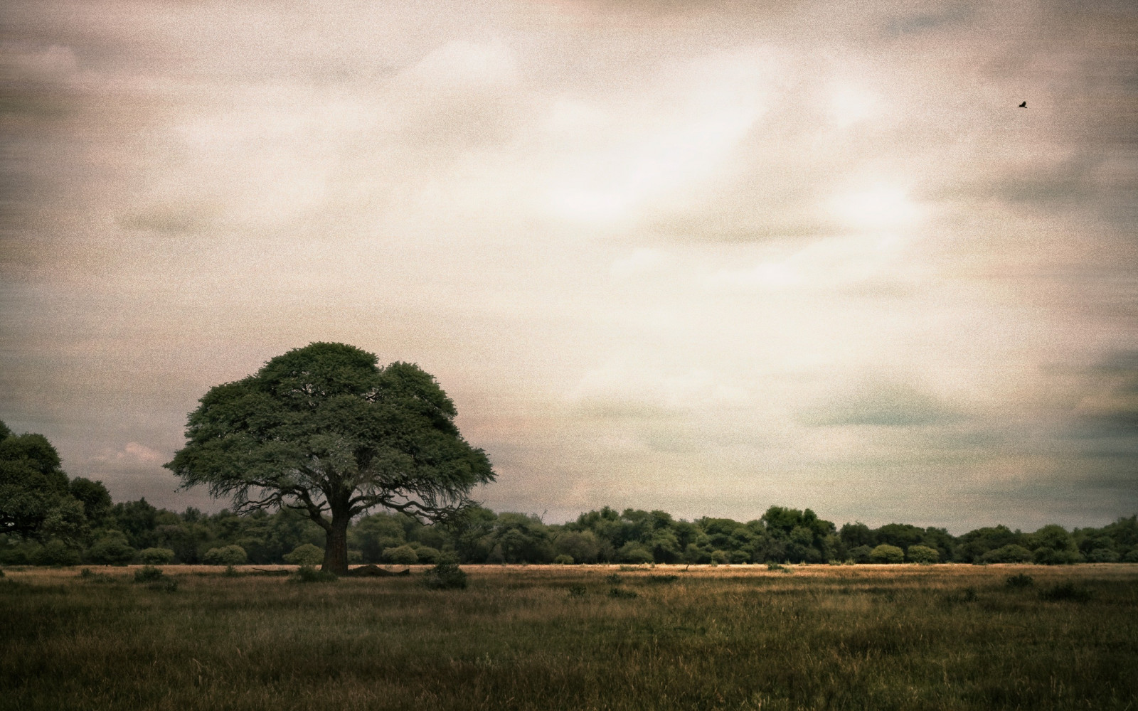 sunlight, landscape, forest, hill, nature, grass, sky, field, evening, morning, mist, horizon, dusk, cloud, tree, weather, dawn, meadow, plain, 2560x1600 px, prairie, rural area, habitat, natural environment, atmospheric phenomenon, woody plant, meteorological phenomenon, savanna