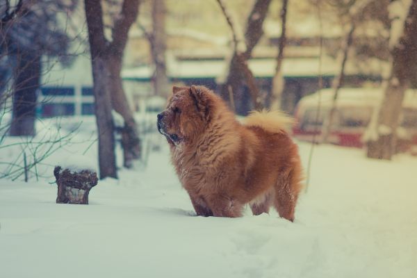 snow,winter,dog,Newfoundland,weather,puppy