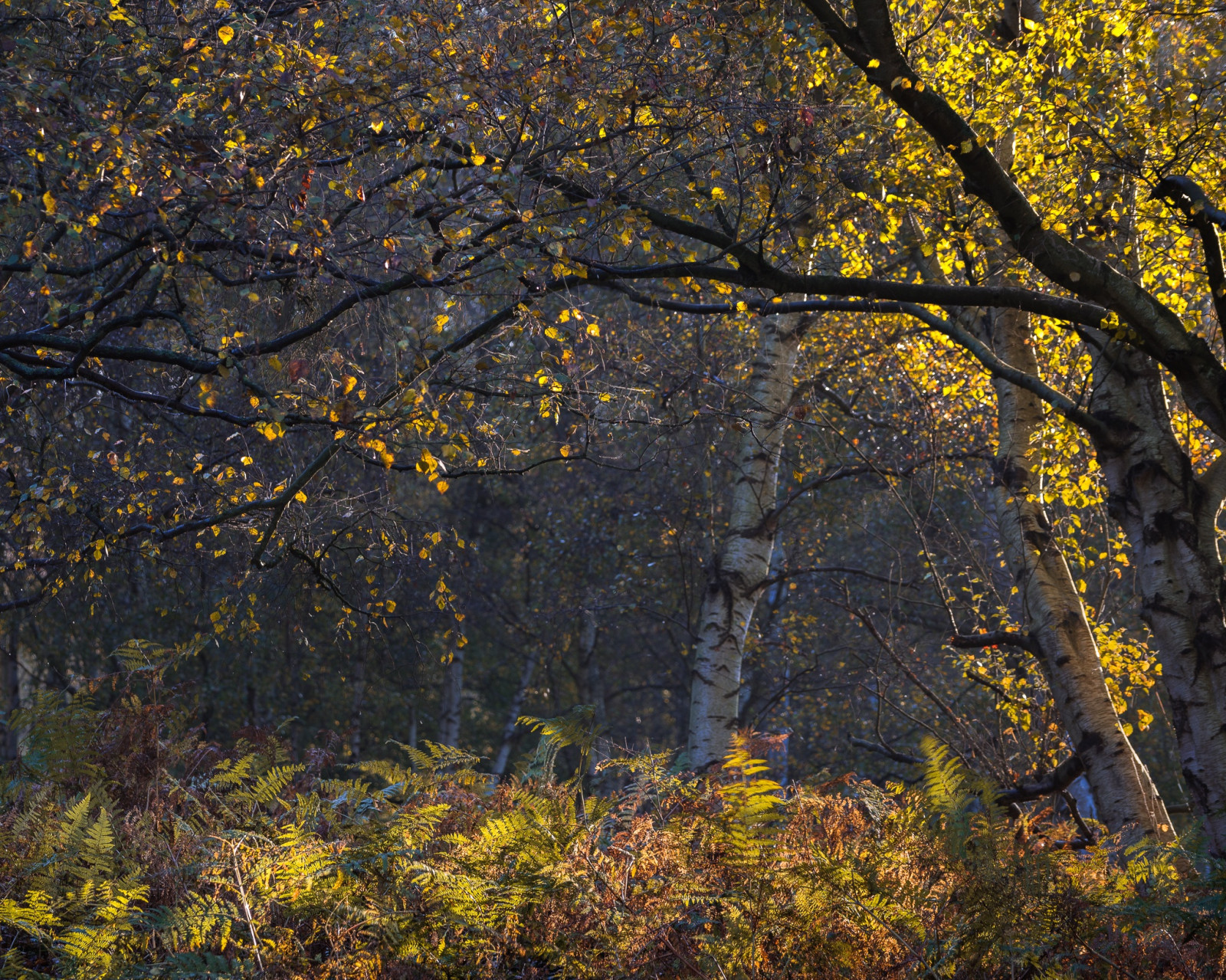 Wallpaper nature, plants, trees 2048x1638 WallpaperManiac 1223646