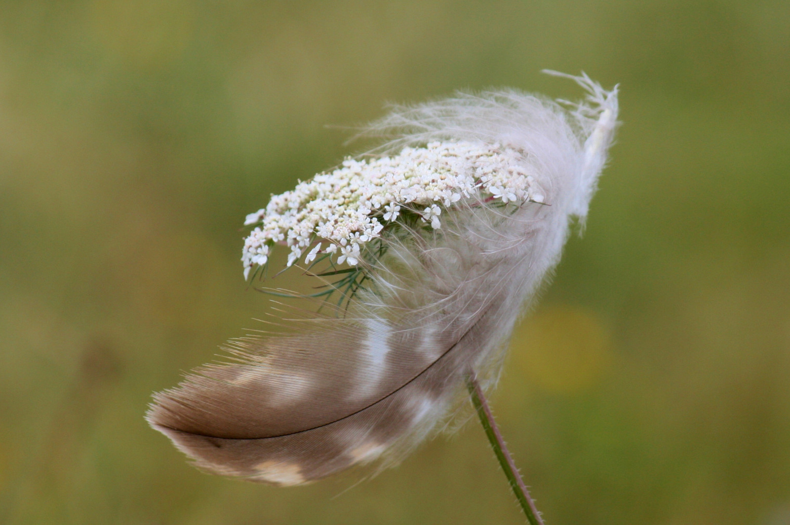 Příroda, tráva, fotografování, větev, hmyz, zelená, Německo, letní, list, květ, rostlina, flóra, Pírko, deutschland, okvětní lístek, louka, fauna, letní, divoká rostlina, ivlys, kvetoucí rostlina, zblízka, makro fotografie, tráva rodina, závod stonek, wildem hre, Odenwald, Feder, daucuscarota, hutzelstrase
