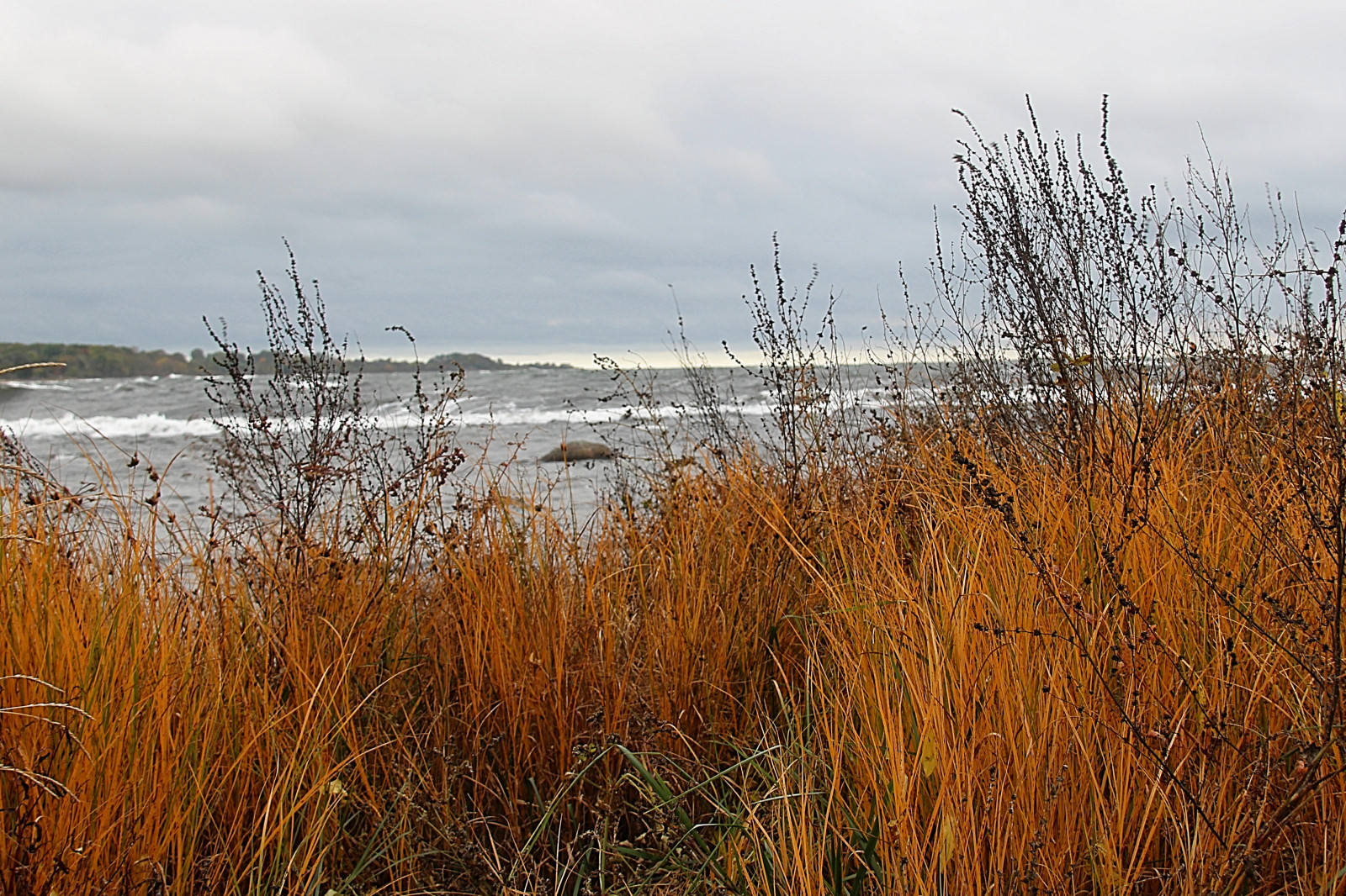 landskap, hav, sjö, vatten, natur, strand, reflexion, gräs, vinter-, morgon-, kust, Frost, våtmarks, träd, höst, växt, säsong, HAV, Österlen, attackfoto, gisl vshammar, attackfoto2, kärr, landsbygd, livsmiljö, naturlig miljö, atmosfärs fenomen, vedartad växt, gräs familj