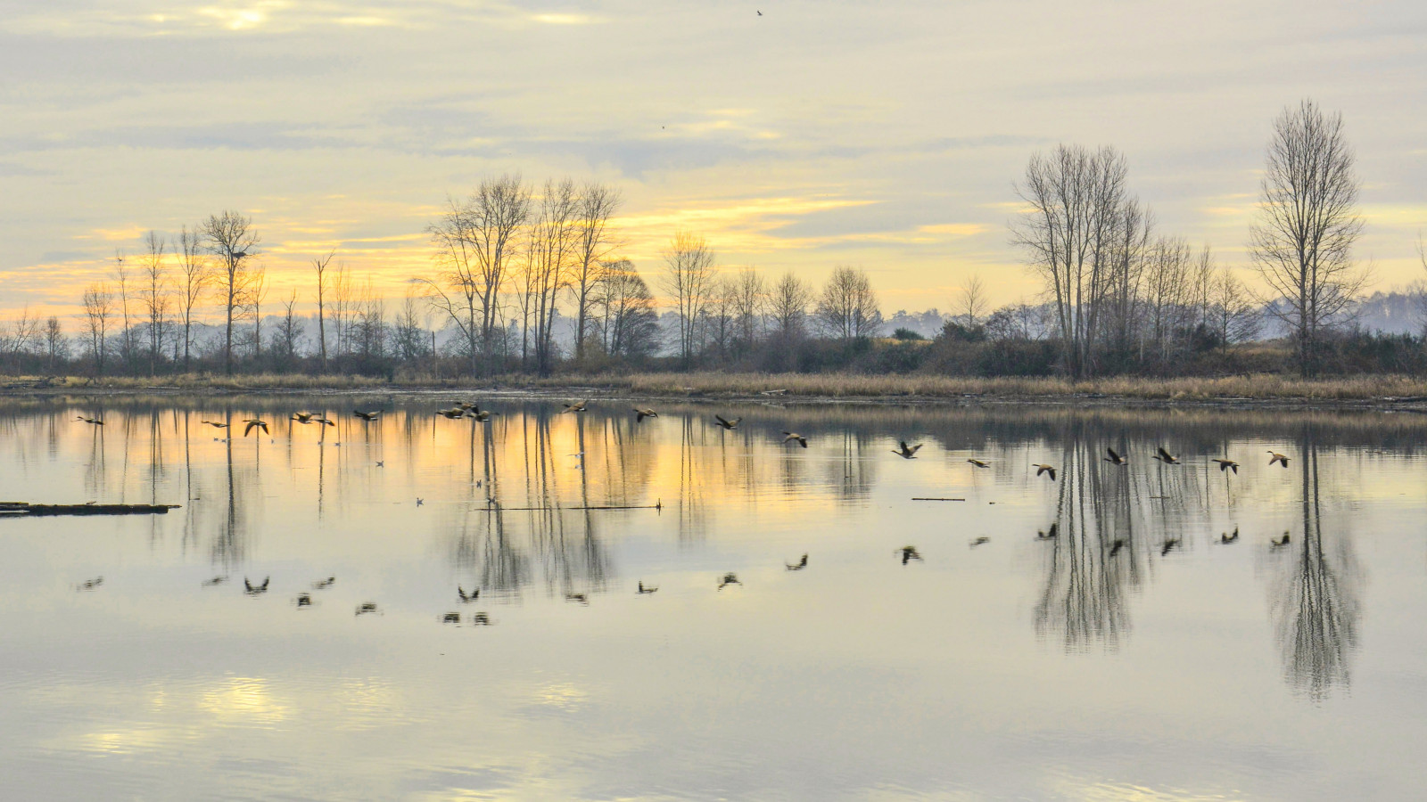 แสงแดด, แนวนอน, นก, ทะเลสาบ, น้ำ, ธรรมชาติ, การสะท้อน, ท้องฟ้า, หิมะ, ฤดูหนาว, สาขา, พระอาทิตย์ขึ้น, เงียบสงบ, ตอนเย็น, เช้า, บิน, แม่น้ำ, ขอบฟ้า, แคนาดา, Nikon, บ่อน้ำ, ธนาคาร, ปลัก, การแช่แข็ง, แวนคูเวอร์, พื้นที่ชุ่มน้ำ, เมฆ, ต้นไม้, รุ่งอรุณ, goldenhour, อ่างเก็บน้ำ, nikond7100, ก, naturephotography, บึง, บึง, ที่ราบลุ่ม, djordje, ซิโคเวีย, fraserriver, Steveston