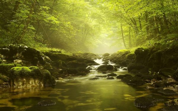 sunlight, landscape, forest, water, nature, trees