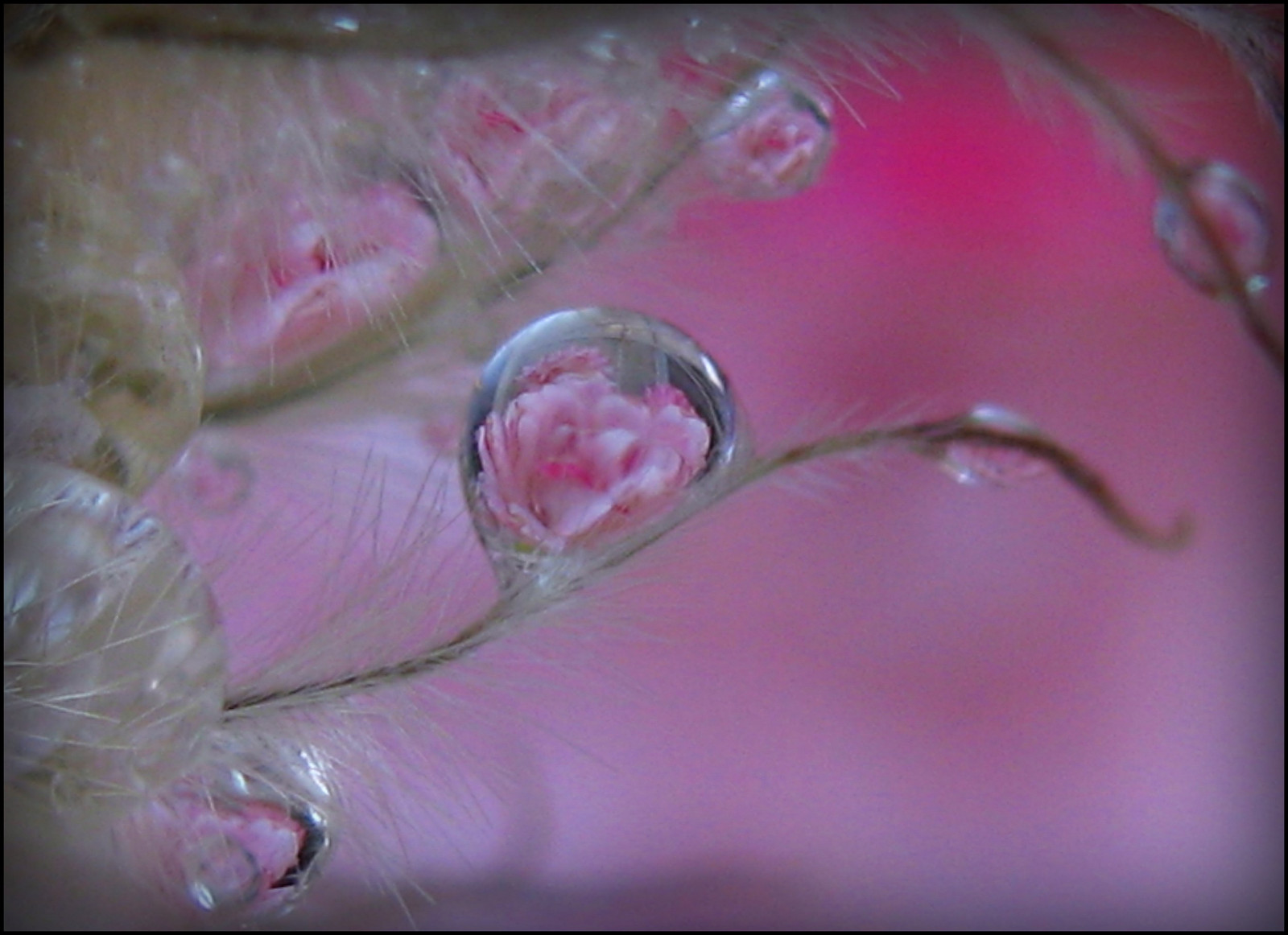 voda, makro, růže, květ, pusa, bokeh, růžový, Lom světla, klematis, květ, kapka vody, pokles, flóra, okvětní lístek, theunforgettablepictures, zblízka, zblízka, makro fotografie, organismus, kaos2