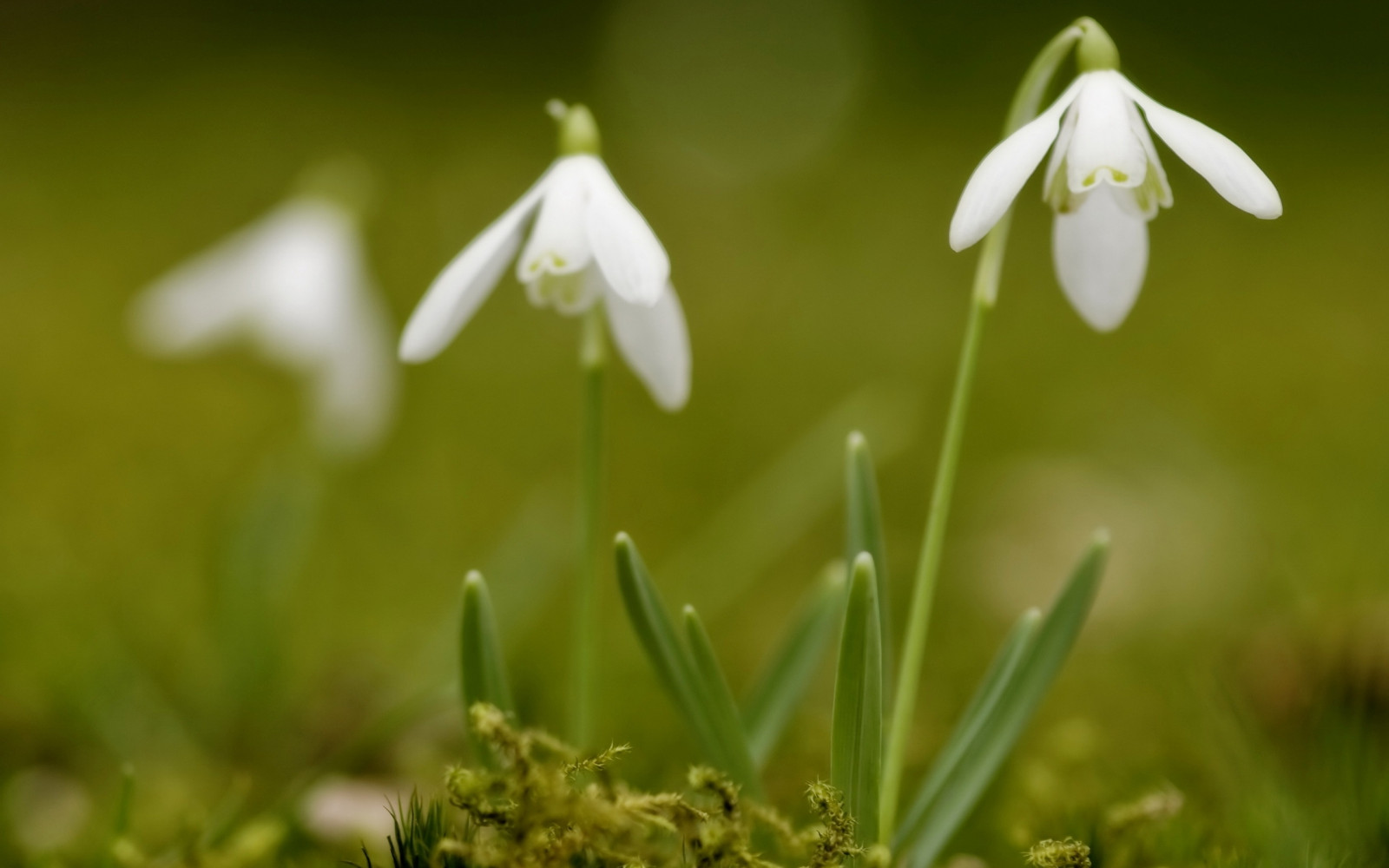 luce del sole, fiori, natura, erba, verde, primavera, bucaneve, fiore, pianta, flora, bucaneve, prato, Fiore di campo, botanica, impianto di terra, pianta fiorita, avvicinamento, fotografia macro, staminali vegetali, Galanthus, verdura