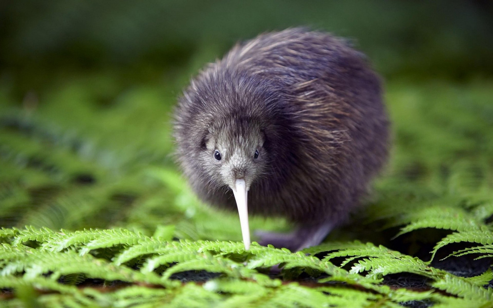 1920x1200 px, vogel, kiwi