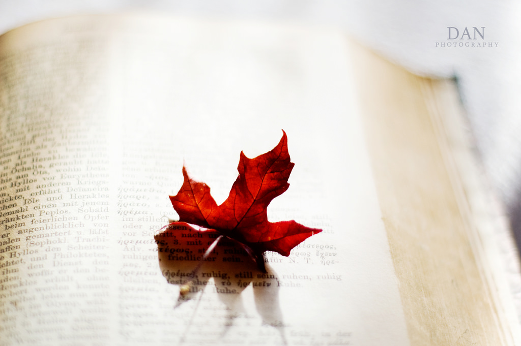 lys, Bestil, blad, bokeh, historie, 50mmf18, D40, hnff