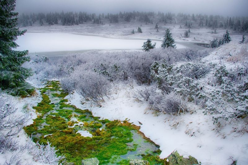landscape, forest, water, nature, snow, winter landscape, forest, water, nature, snow, winter