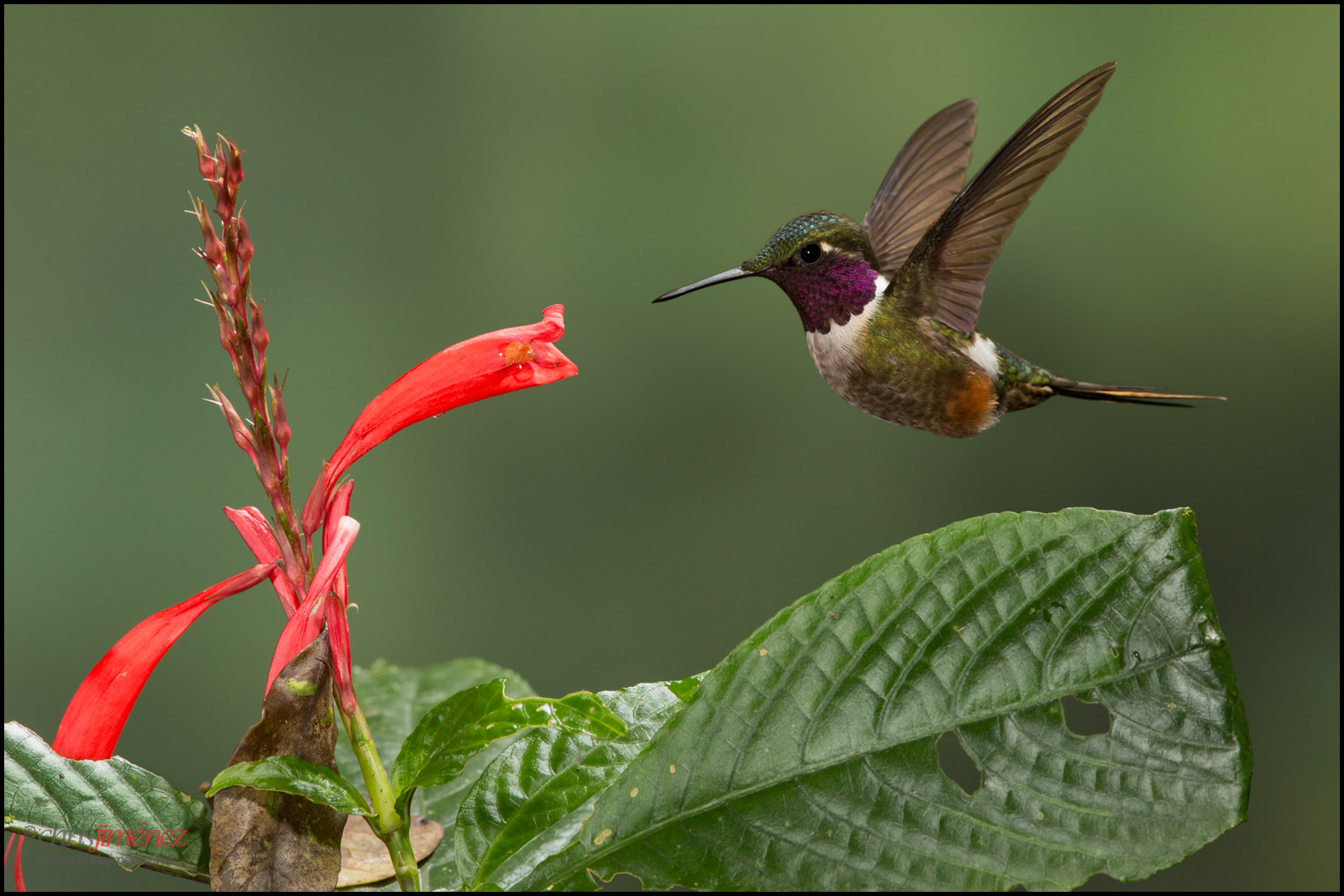 fiore, uccello, pioggia, foresta, giardino, Volare, inflight, Costa Rica, colibrì, alimentazione, azione, coda, Volo, lunghezza intera, bosque, tropicale, vegetazione, Monteverde, Monte, vista laterale, endemico, tropici, America Centrale, colibri, ninos, eterno, foraggiamento, oneanimal, Klaisguimeti, minima preoccupazione, colibrie, Calliphloxbryantae, Magentathroatedwoodstar, chrisjimenez, Magentathroato, Bambini eterno