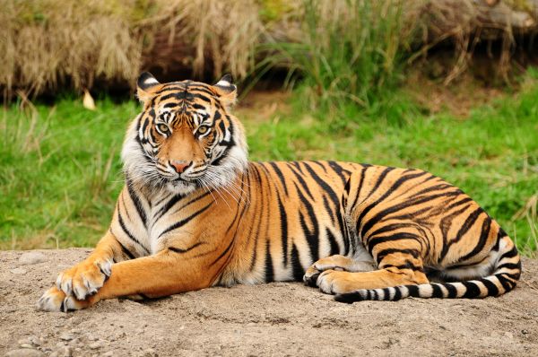 tiger, lying, big cat, predator, nature