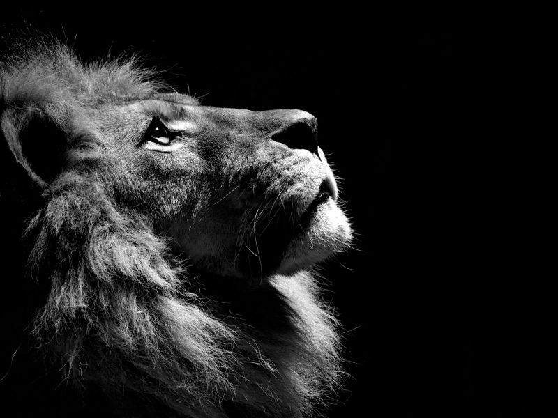animals,black,1600x1200 px,and,lions,white
