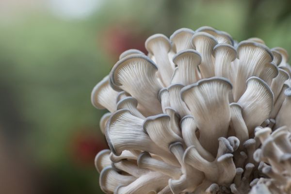 makro,Příroda,houba,světlo,pentax,bokeh