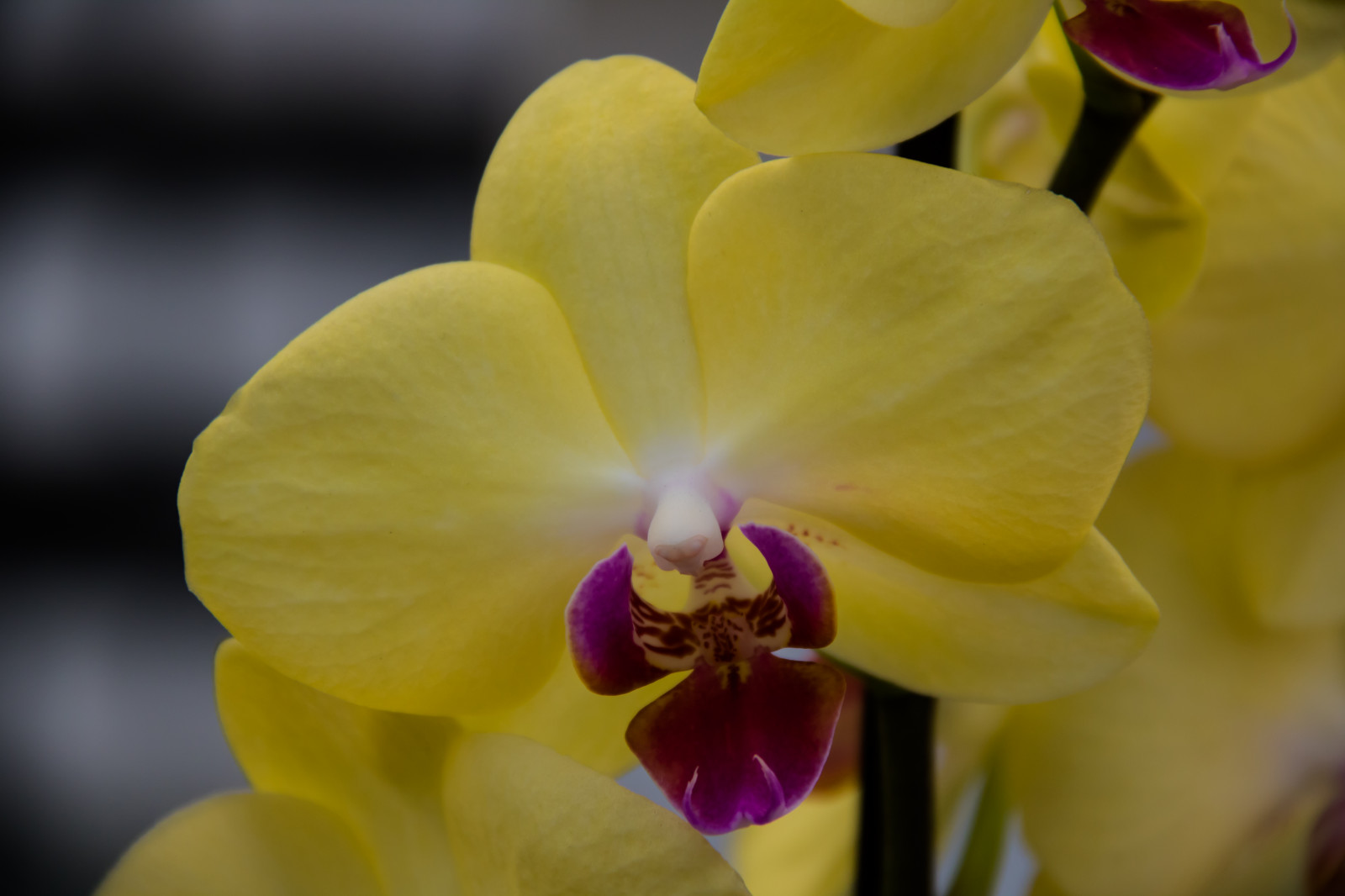 žlutý, květ, rostlina, oko, orchidej, flóra, Blomma, ORKIDE, okvětní lístek, Vellinge, vellingeblomman, botanika, suchozemská rostlina, kvetoucí rostlina, zblízka, makro fotografie, můra orchidej