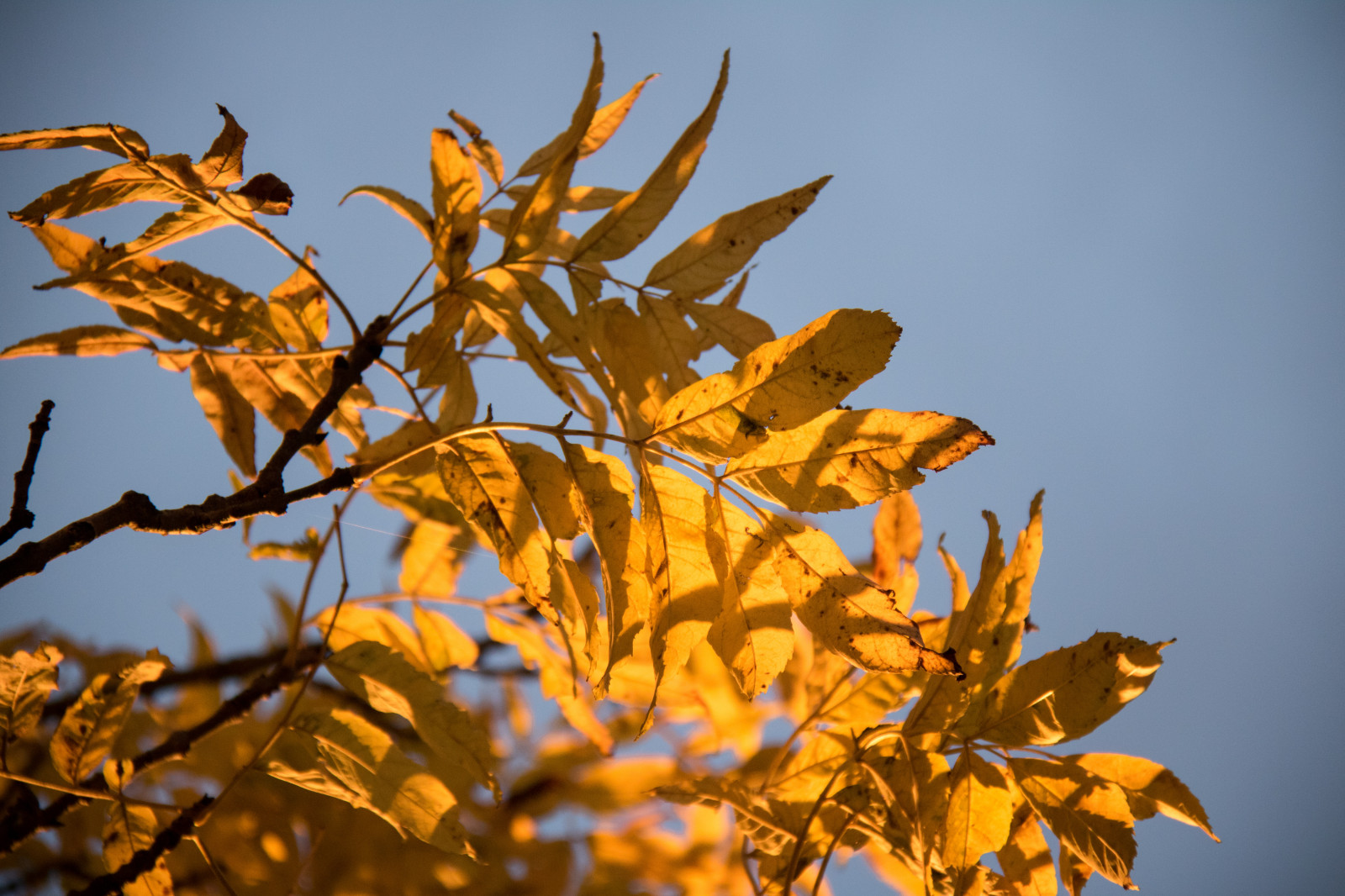 slunečnímu záření, Příroda, větev, žlutý, strom, podzim, list, květ, rostlina, sezóna, zlatá hodina, flóra, solljus, l v, exif modelu canoneos760d, geocountry, Kamera aby kánon, geocity, Model fotoaparátu canoneos760d, geostate, geolocation, EXIF čočka efs18200mmf3556is, EXIF otvor 56, exif aby kánon, exif focallength 130mm, exif isospeed 800, gyllenetimmen, suchozemská rostlina, dřevina, závod stonek