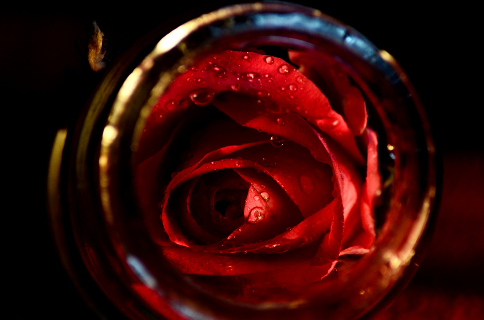 Wallpaper red, 2015, feelings, flower, flora, drops, darkness, petal