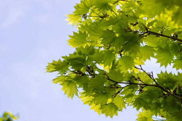 sunlight,branch,green,yellow,sky,tree