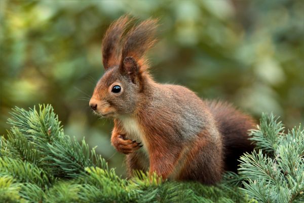 squirrel,spruce,blur