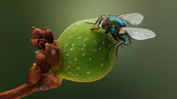 macro,nature,branch,closeup,Fly,insect