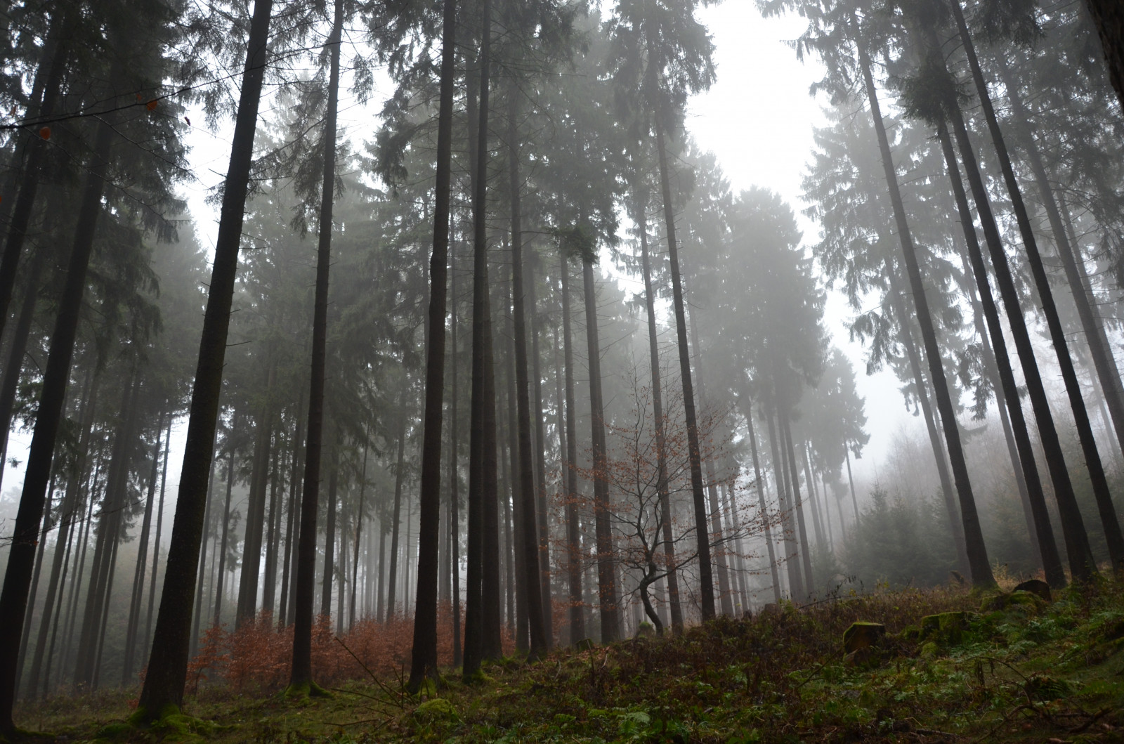slunečnímu záření, les, Příroda, zima, větev, ráno, Německo, mlha, divočina, strom, podzim, mlha, rostlina, sezóna, deutschland, Wald, baum, Nebel, zálesí, háj, místo výskytu, přírodní prostředí, atmosférický jev, dřevina, geografický rys, ekosystém, mírné jehličnatý les, biome, prales, smíšený les, opadavý, rheinlandpfalz, rhinelandpalatinate, Westerwald, westerforest