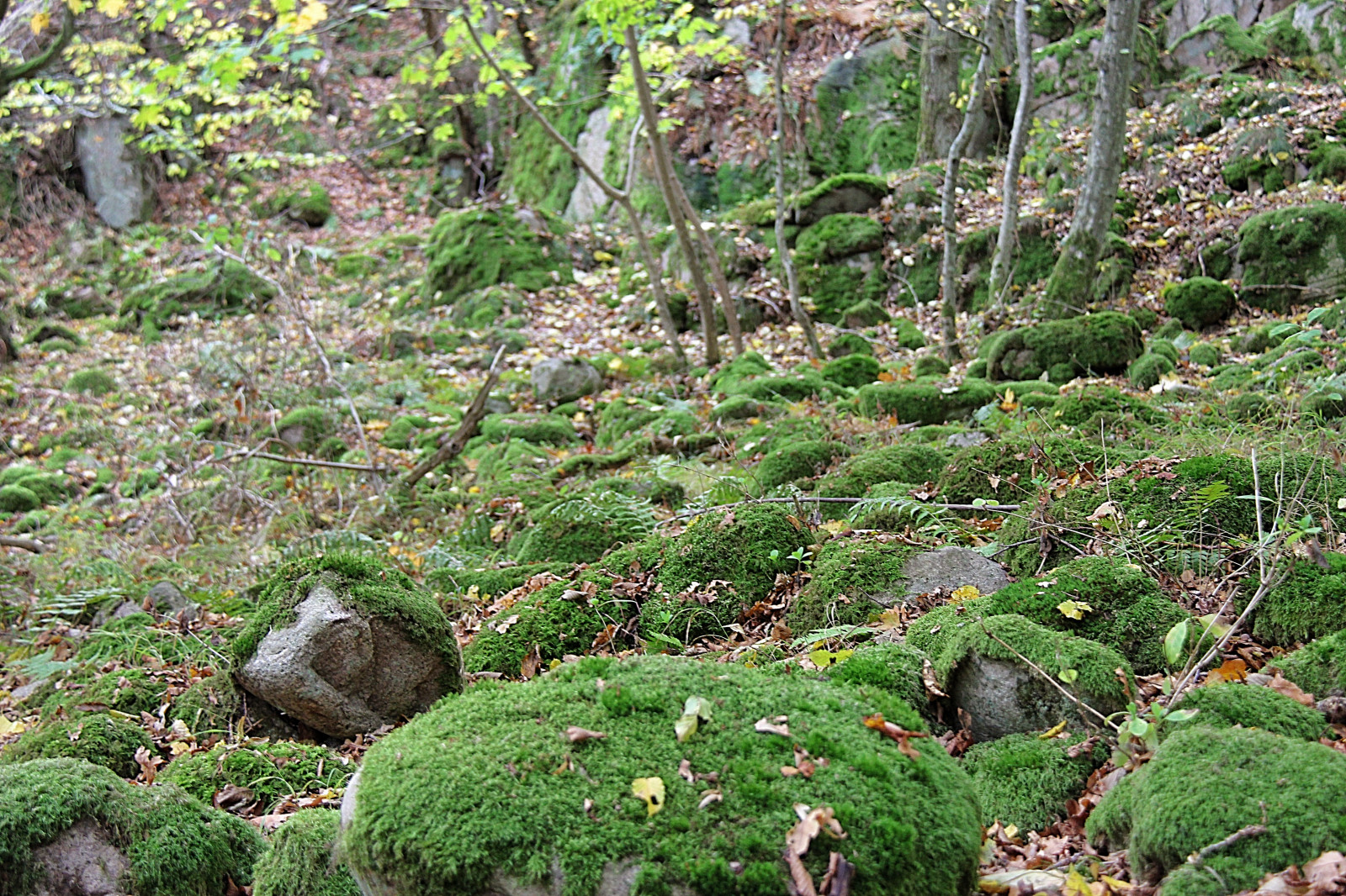 les, zahrada, Skála, mech, zelená, Volně žijících živočichů, kámen, džungle, proud, deštný prales, strom, květ, rostlina, flóra, les, sterlen, vegetace, attackfoto, attackfoto2, fauna, zálesí, místo výskytu, přírodní prostředí, botanika, suchozemská rostlina, ekosystém