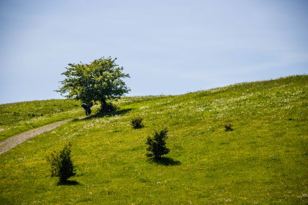 sunlight,landscape,hill,nature,grass,sky