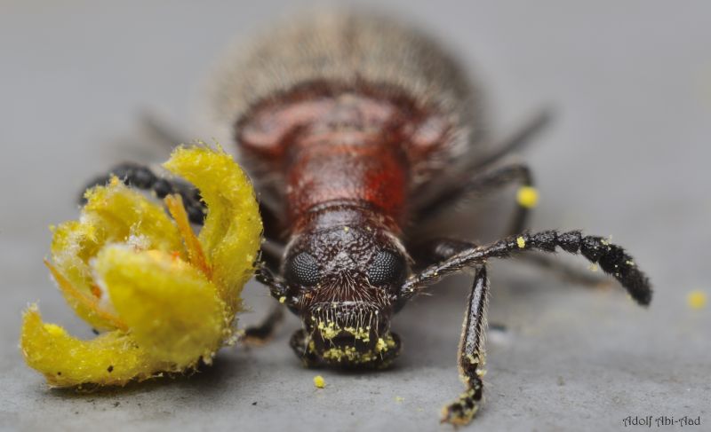 マクロ,黄,閉じる,バグ,昆虫,ニコン