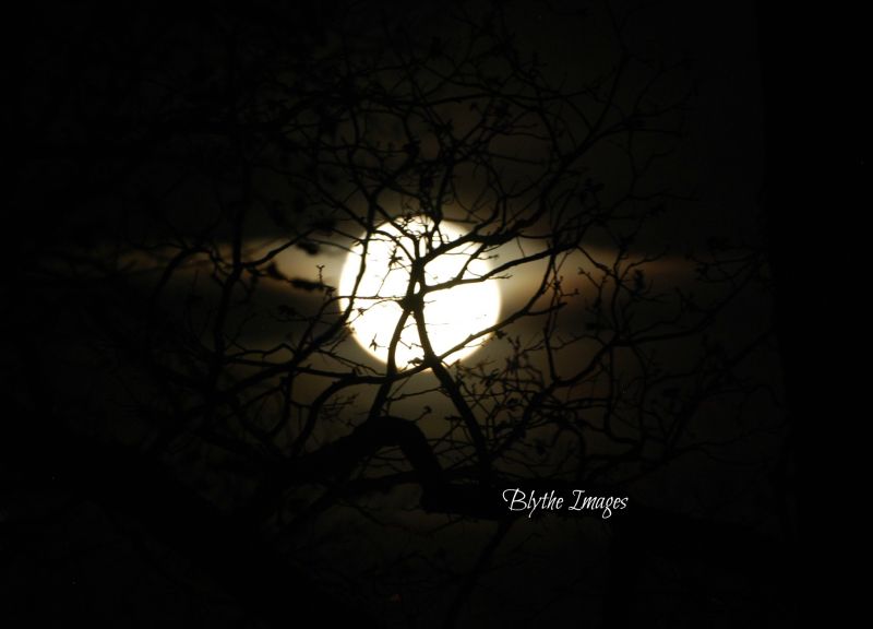 bomen,Maan,nacht,landelijk,avond,land