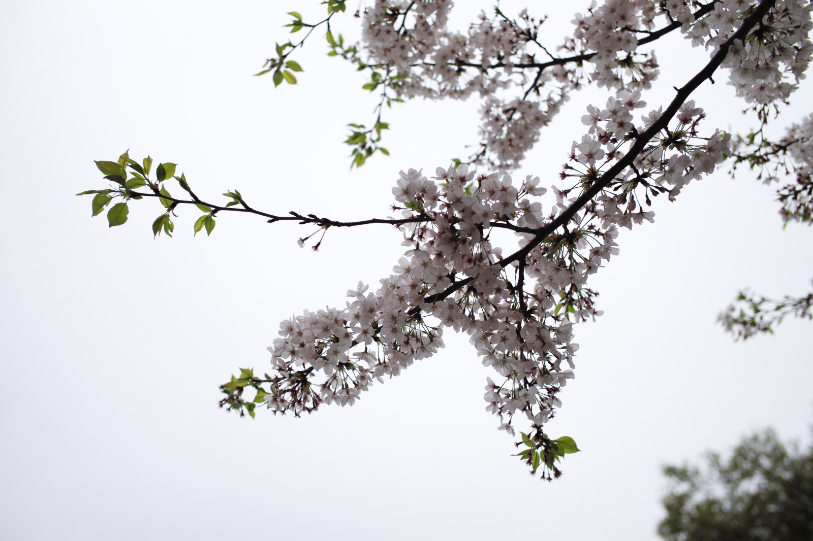 Japonsko, větev, Třešňový květ, květ, jaro, Leica, Tokio, M, strom, list, květ, rostlina, sakura, flóra, Summicron, summicron235, 235, třešňové květy, leicam, typ240, větvička, vyrobit, botanika, dřevina