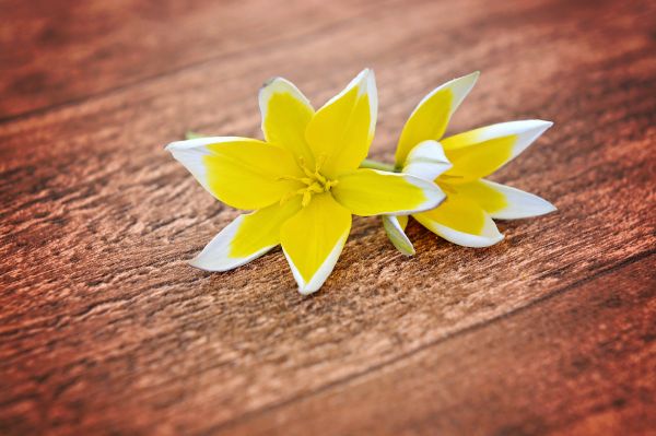 tulips,fine,yellow,petals