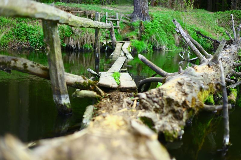 voda, přírodní rezervace, strom, odraz, rostlina, vodní tok