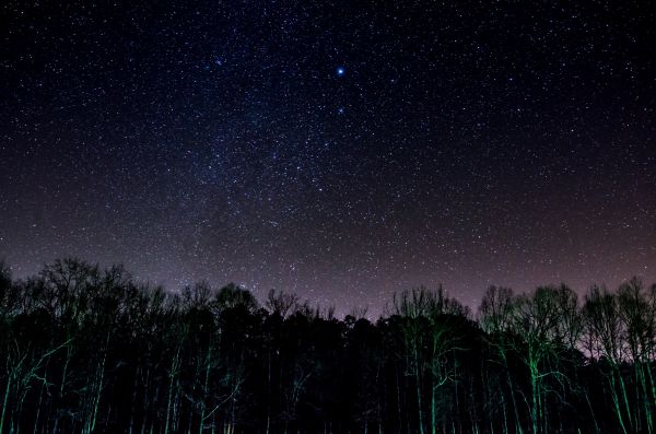 starry sky, trees, night, shine