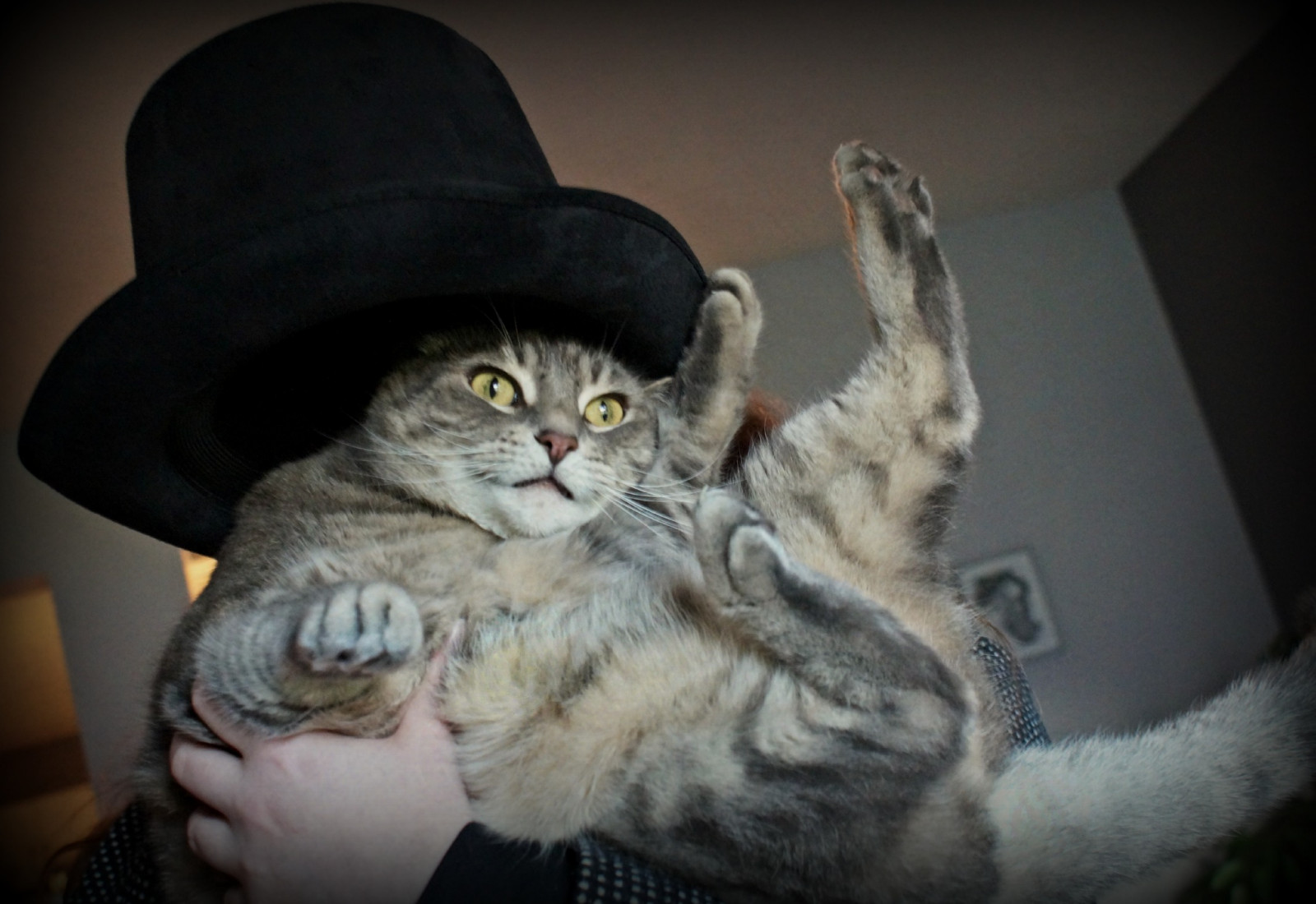 gatto, mammifero, di piccole e medie dimensioni gatti, vertebrato, gatto come mammifero, barba, tabby cat, occhio, dragon li, gatto a pelo corto domestico, gattino, American Shorthair, shorthair europeo, carnivoran, asiatico, pixie bob