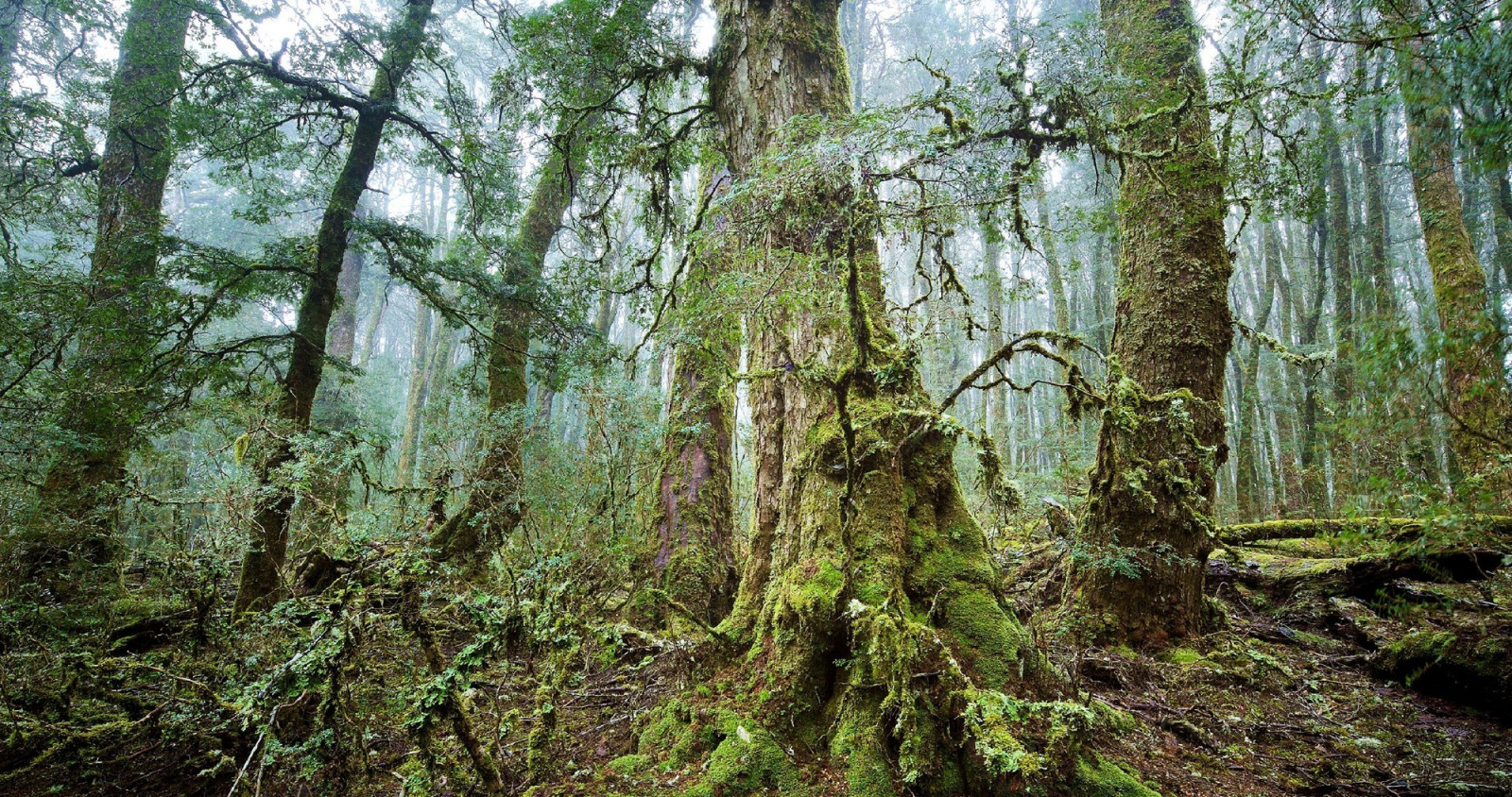 træer, landskab, Skov, gran, ødemark, jungle, sump, regnskov, vådområde, træ, plante, sti, vegetation, skov, lund, levested, naturligt miljø, jord plante, vedplante, geografisk funktion, økosystem, tempererede nåleskove, biom, gamle vækst skov, tempereret løvfældende skov, løvfældende, vandløbsnære skov, 2000x1055 px