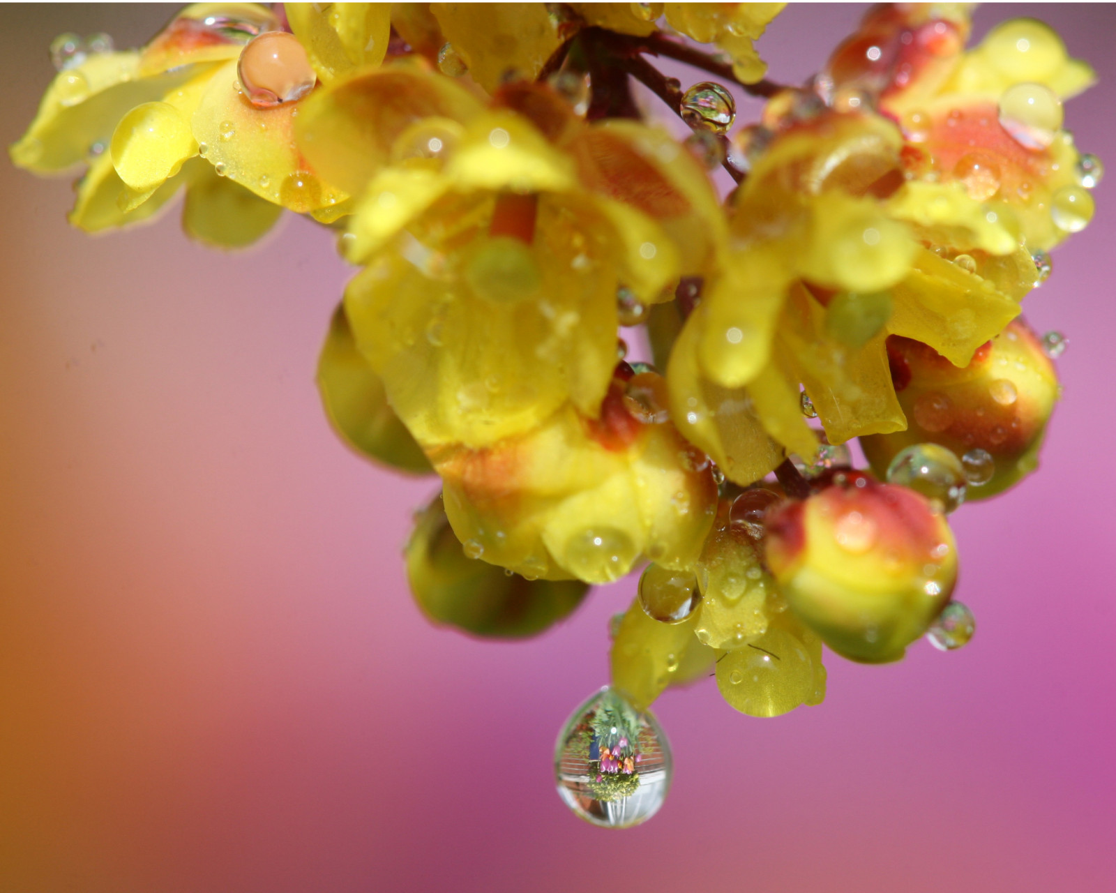 růžový, květiny, makro, žlutý, kapky rosy, tulipány, vzhůru nohama, pupeny, kapky vody, refrakce, Berberis, canonef100mmf28macrousm, mywinners, macromarvels, theperfectphotographer, Whatsinadrop