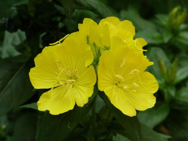yellow,flower,plant,flowers,night,flora