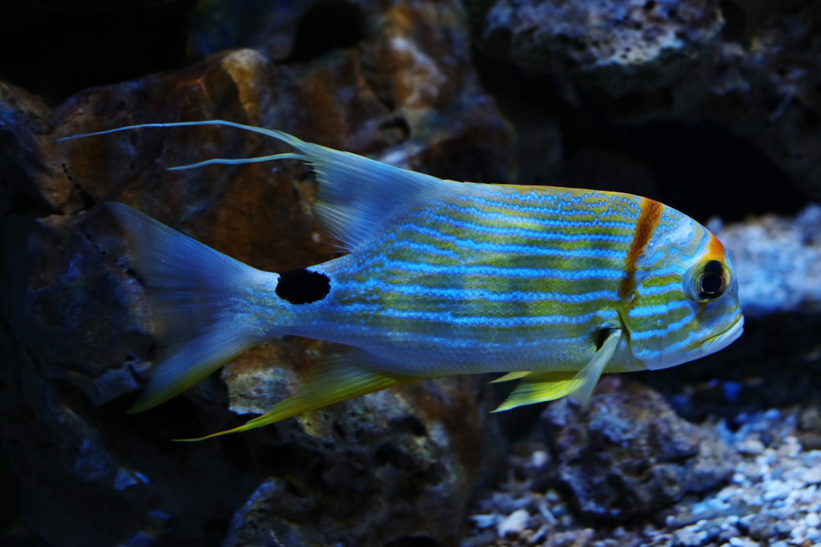 hugovonschreck, canoneos5dsr, Ryba, fisch, tamronsp35mmf18divcusdf012, Mehlis, th Ringen, deutschland