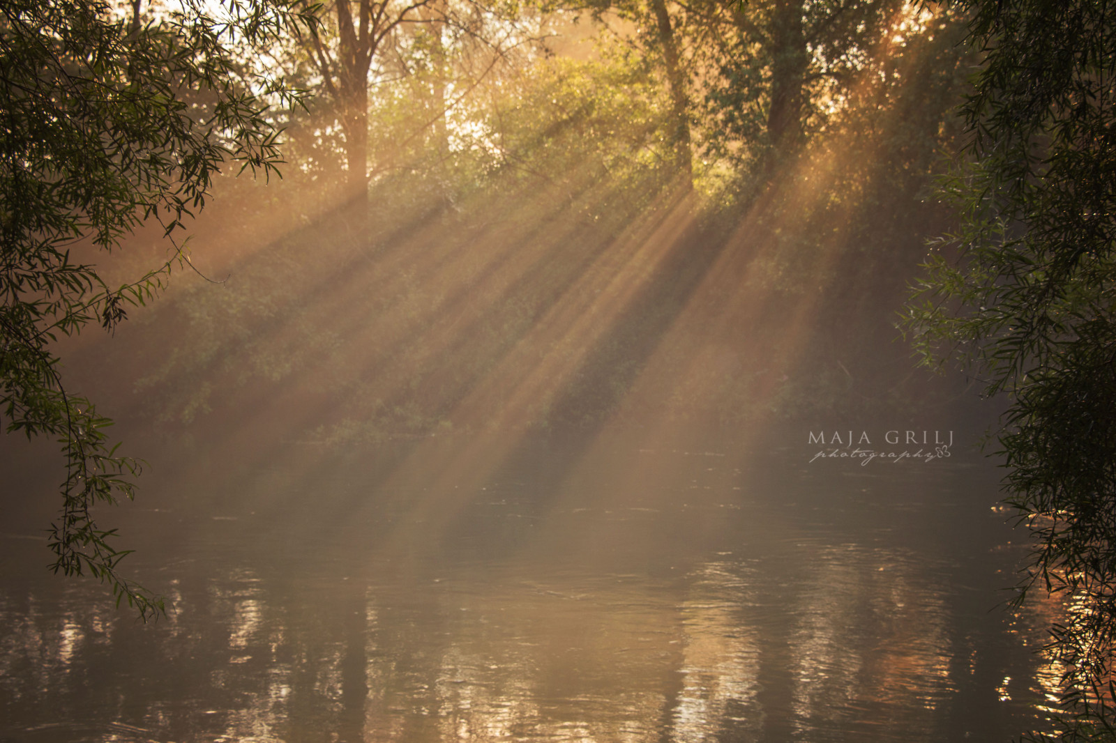 sollys, træer, Skov, solnedgang, vand, natur, afspejling, fotografering, afdeling, solopgang, aften, morgen, tåge, flod, Sol, vådområde, lys, stråler, smuk, træ, gylden, efterår, tåge, blad, time, solnedgang, vejr, daggry, sæson, skov, levested, naturligt miljø, atmosfærisk fænomen, vedplante