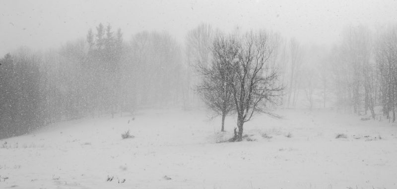 la neve, inverno, campo, paesaggio, alberi, bianco e nero la neve, inverno, campo, paesaggio, alberi, bianco e nero