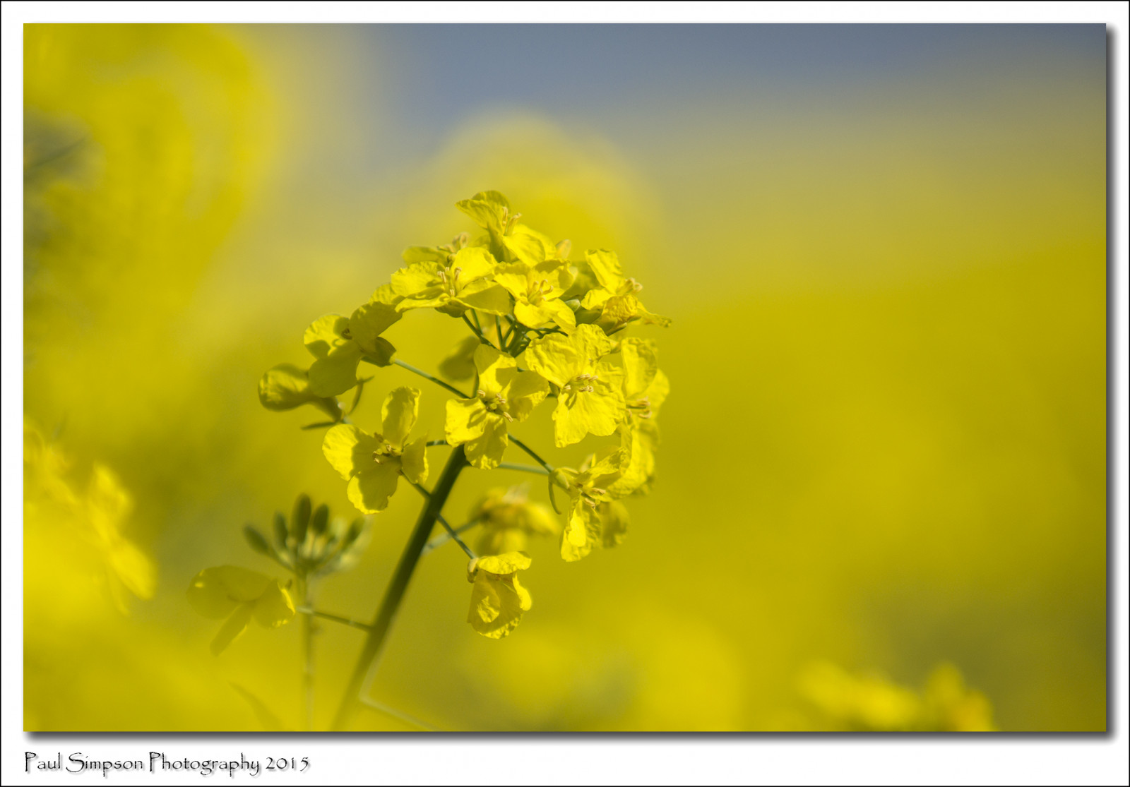 květiny, abstraktní, krása, žlutý, jaro, zoom, zemědělství, polního, lincolnshire, springflowers, jaro, Colorsofspring, oilseedrape, photosof, imageof, Coloursofspring, photoof, Krásná fotografie, imagesof, Fotofotografie, sonya77, april2015