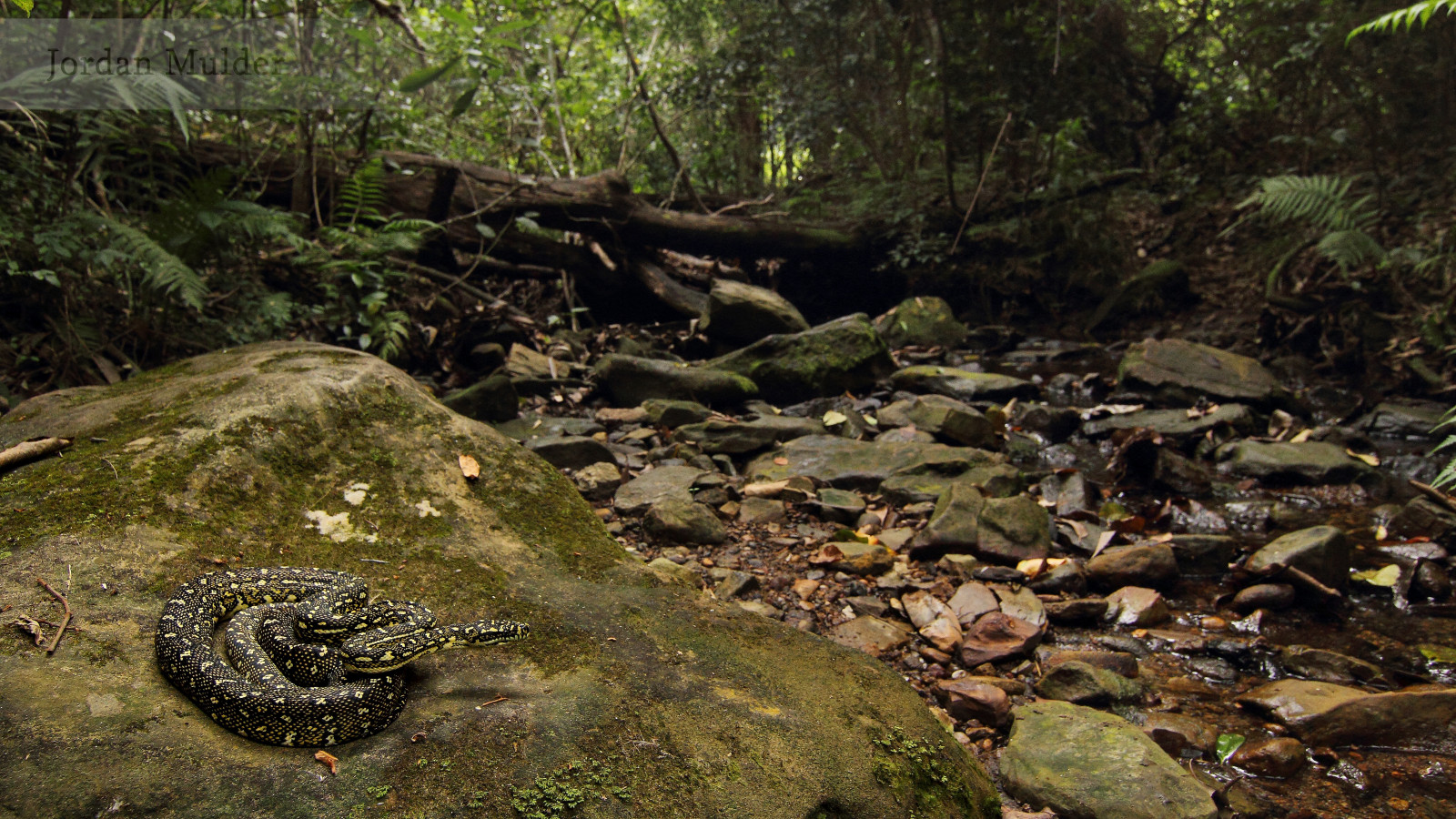 vegetazione, riserva naturale, foresta, natura selvaggia, acqua, giungla, foresta pluviale, vecchia foresta di crescita, roccia, ruscello, bosco, torrente, bioma, paesaggio, albero, letto del torrente, muschio, alveo