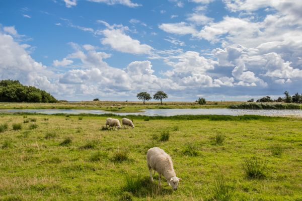 landscape, hill, nature, grass, sky, field