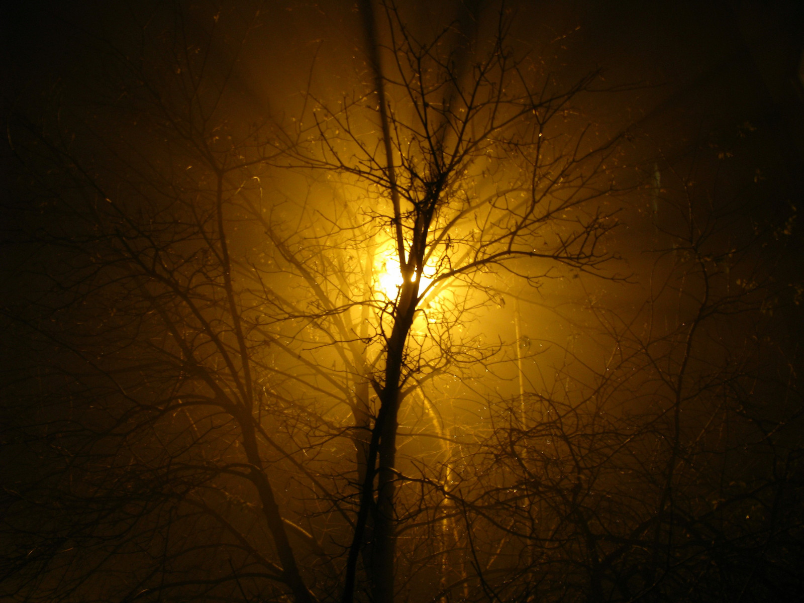 slunečnímu záření, stromy, světla, západ slunce, noc, odraz, větev, svítání, žlutý, večer, ráno, slunce, Kánon, atmosféra, Sofia, světlo, strom, svítání, tma, contrejour, thechallengefactory, atmosférický jev, dřevina, astronomický objekt, onblack, mel