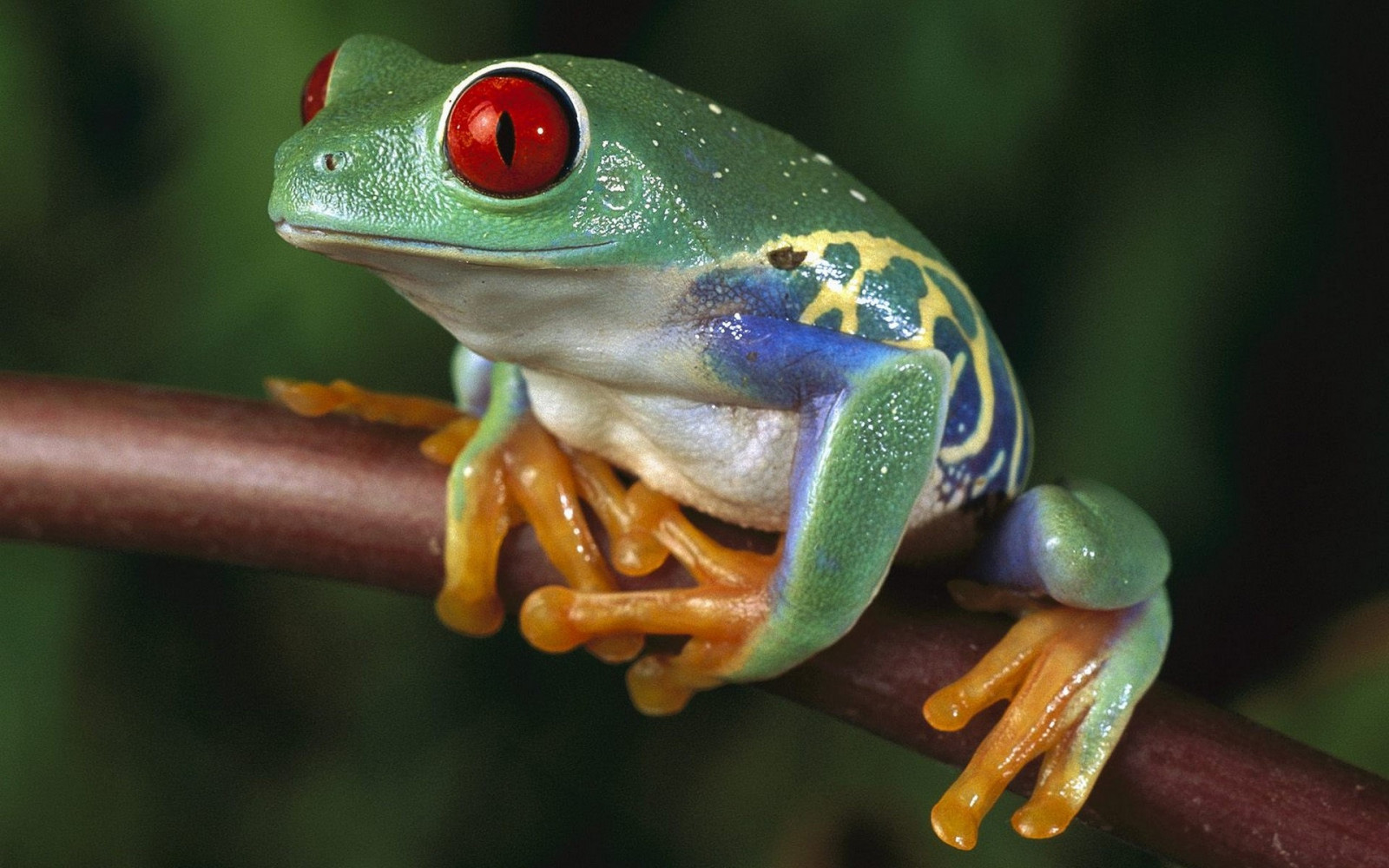 Wallpaper colorful, green, wildlife, amphibian, color, frogs, fauna