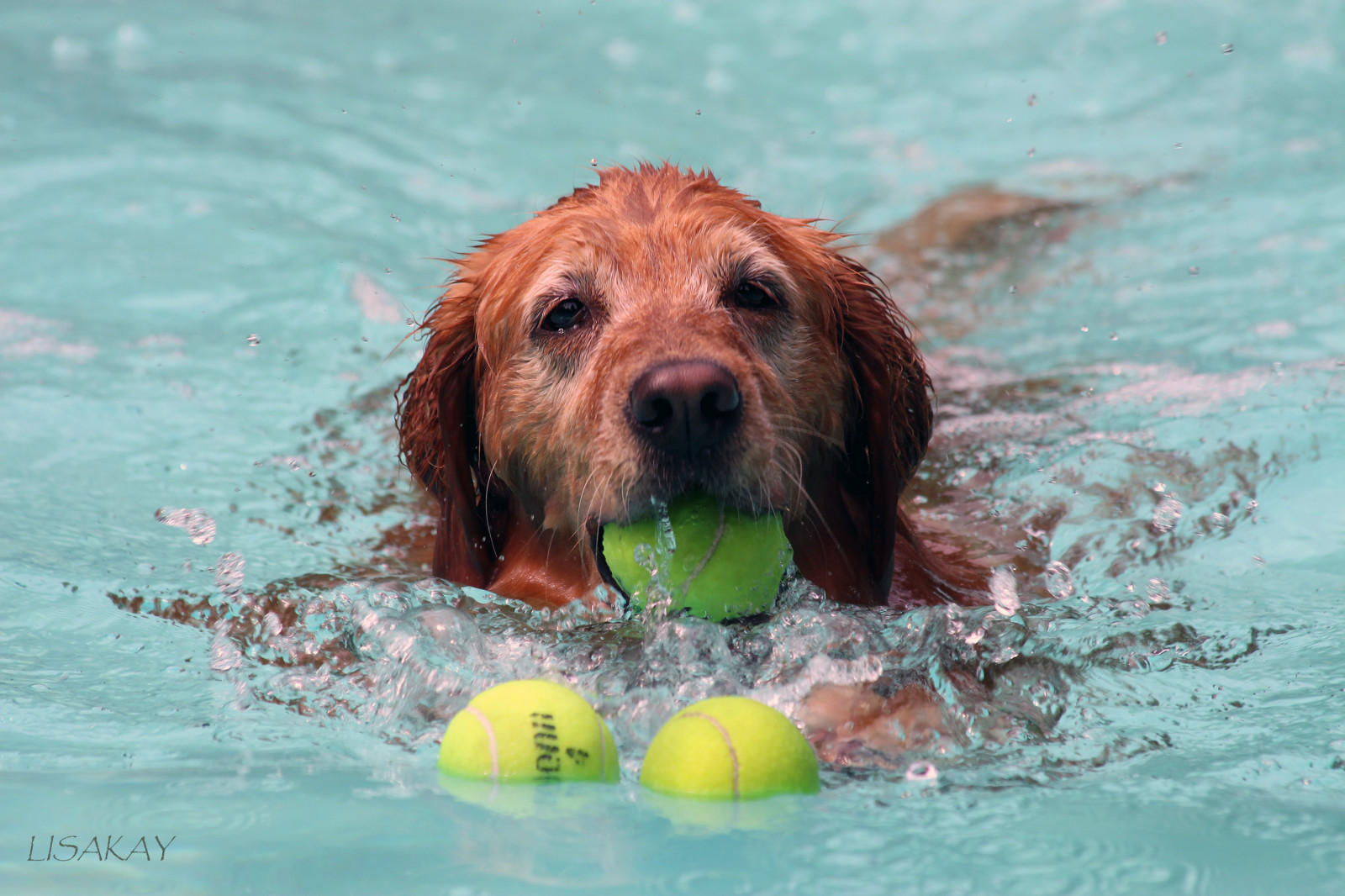 Wallpaper dog, pool, swim, ball, golden, retriever, explore, tennis