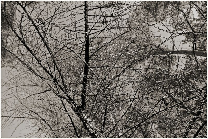 trees,forest,twigs,Wald,baume,zweige